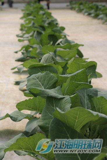 民以食为天，南通全市推进实施食用农产品“一票通”守护餐桌安全