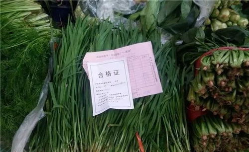 临清韭菜实施“双证制”，食药监局严格检查护航农产品安全